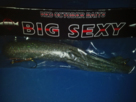 site-peche-de-ouf-la-peche-leurres-carna-et-big-bait-red-october-bait-big-sexy-30cm-deep